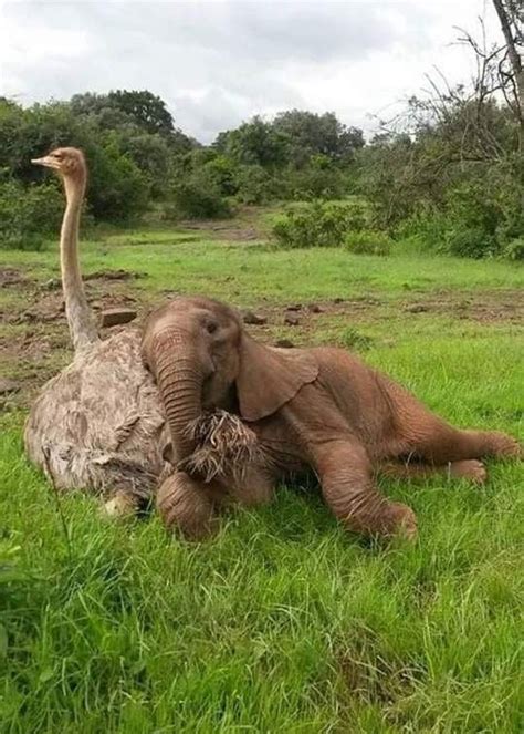 10 Beautiful Animal Friendship Images That Will Melt Your Heart