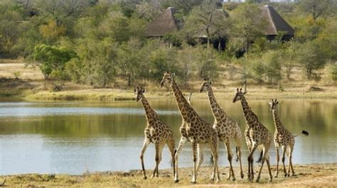 Giraffe Safari 10 Best Places To See Giraffes