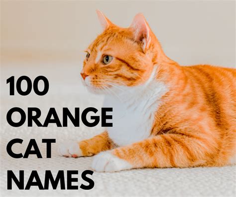 Top Orange Cat Names Pethelpful