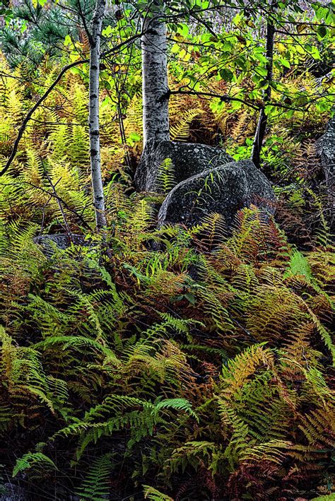 Ferns Birches And Boulders 3 Photograph By Marty Saccone Fine Art America