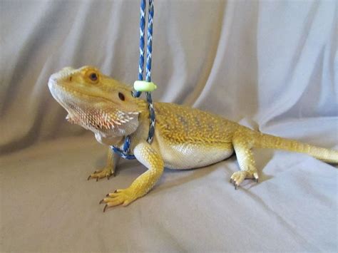 We did not find results for: This Reptile leash is perfect for your Bearded dragons and ...