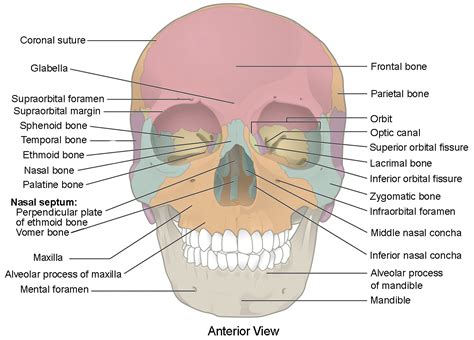 The Skull Anatomy And Physiology I 2023