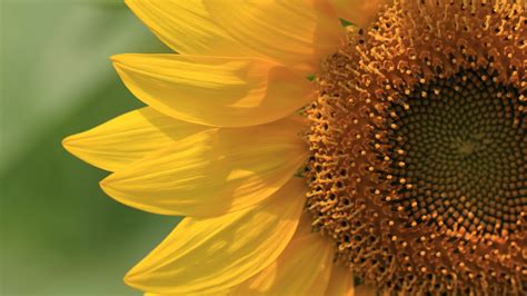 2560x1440 Sunflower Close 1440p Resolution Hd 4k Wallpapers Images