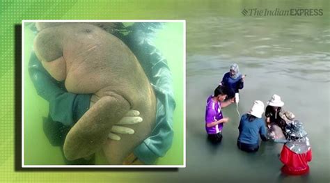 A Baby Dugong Is Thailands ‘sweetheart After Video Goes Viral