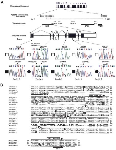 Figure From Mutations In A Novel Gene Nhs Cause The Pleiotropic