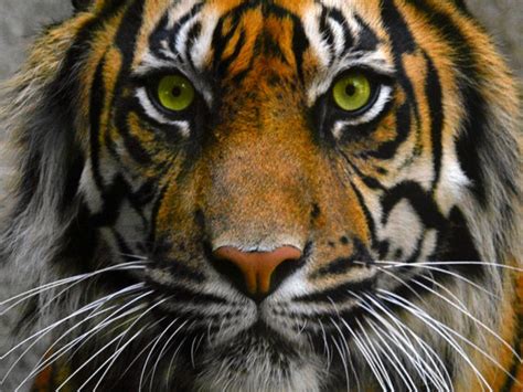 Tiger Eyes Wallpaper 20540 Baltana