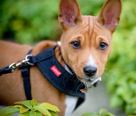 Basenji And Pitbull Mix Pitbull Dog