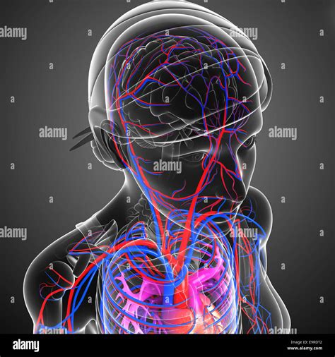 Illustration Of Brain Circulatory System Stock Photo Alamy