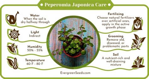 Peperomia Japonica Easy Care Tips You Wish You Knew Earlier