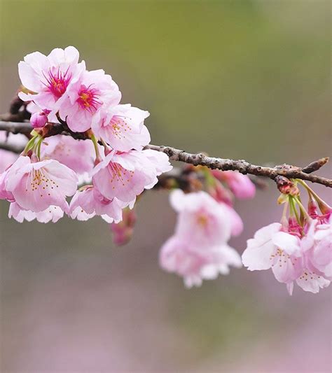Top 15 Most Beautiful Cherry Blossom Flowers Cherry Blossom Flowers