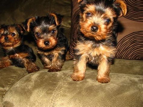 Each is placed with written health garuntees. Yorkshire Terrier Puppies for Sale in Spokane, Washington ...