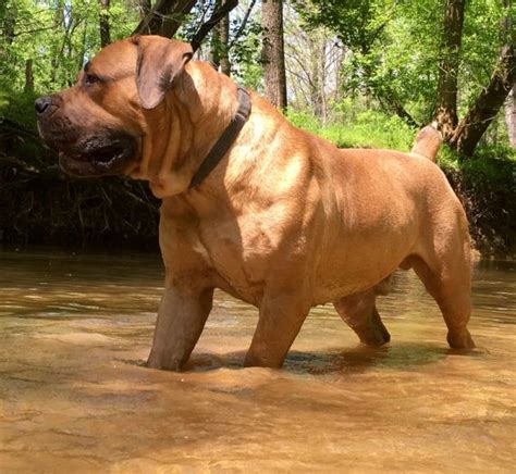 Maybe you would like to learn more about one of these? Kodiak - World Class Boerboels in 2020 | Bully breeds dogs ...