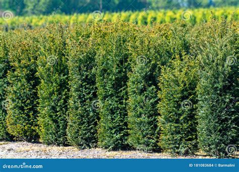 Plantation With Rows Of Thuja Coniferum Cyprus Pine Trees In
