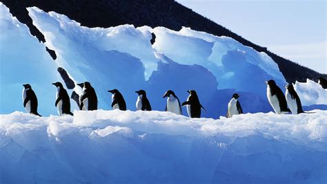 Penguins wallpapers in ultra hd or 4k. Download Birds Penguins Wallpaper 1920x1080 | Wallpoper ...