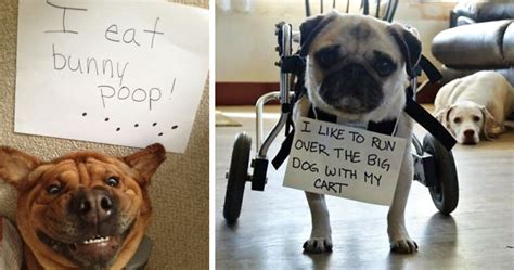 78 Asshole Dogs Being Shamed For Their Crimes Bored Panda