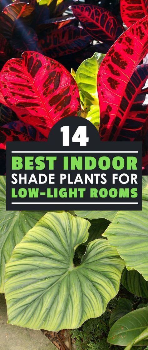 14 Best Indoor Shade Plants For Low Light Rooms Epic Gardening Indoor