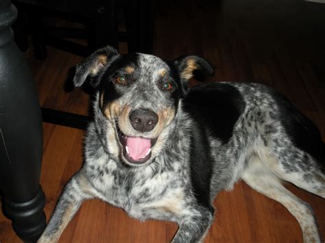 Blue Heeler Walkerhound Mix Breed Puppy Testimonial