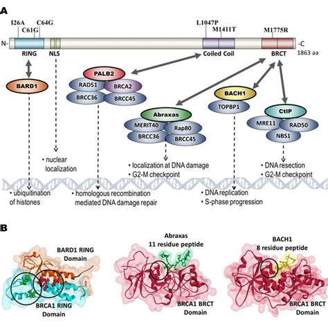 Brca1 Is A Multidomain Protein That Carries Out Multiple Interactions
