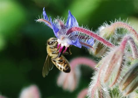 From almonds and vanilla and apples. Planting Herbs that Attract Honey Bees