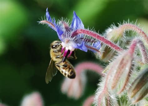 The following guide is designed to teach you about some of the best australian suited flowers that will attract and keep the aussie bees happy in your gardens. Planting Herbs that Attract Honey Bees