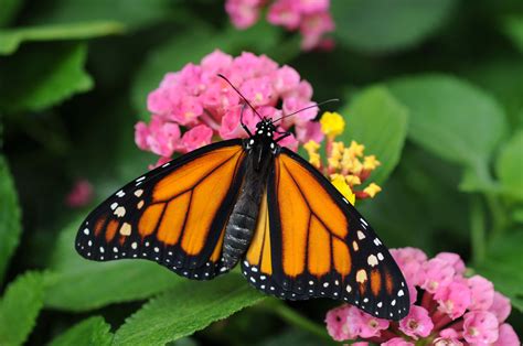 Butterfly Monarch Butterflies Bred In Captivity May Lose Ability To