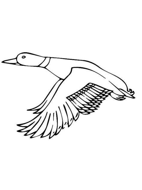 Flying Goose Drawing At Explore Collection Of