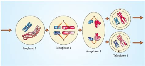 Maybe you would like to learn more about one of these? NCERT Class XI Biology: Chapter 10 - Cell Cycle And Cell ...