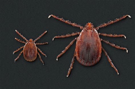 Another Tick Borne Disease To Worry About Mpr News