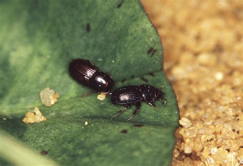 Identifying Soil Beetle Pests Agriculture And Food