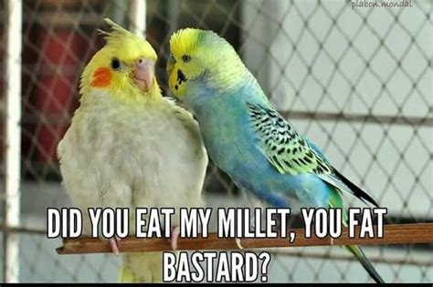 Funny Memes Funny Parrot Funny Memes Budgies Bird