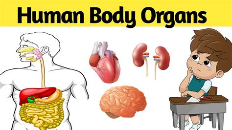 Human Body Organs And Their Location Youtube