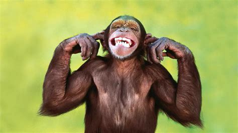 44 Funny Chimpanzee Wallpaper Wallpapersafari