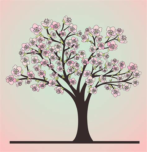 Cherry Tree With Blossoms Drawing By Olivera Antic