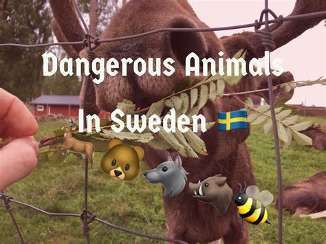 Most Dangerous Animals In Sweden Dangerous Animals Food Chain Sweden