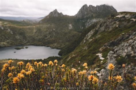 The Absolute Best Walks In Cradle Mountain National Park The Sandy Feet