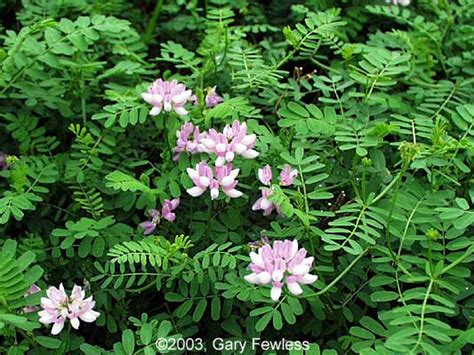 Invasive Plants Of Wisconsin Coronilla Varia Crown Vetch