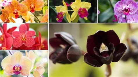 Learn About 37 Different Orchid Types And Names