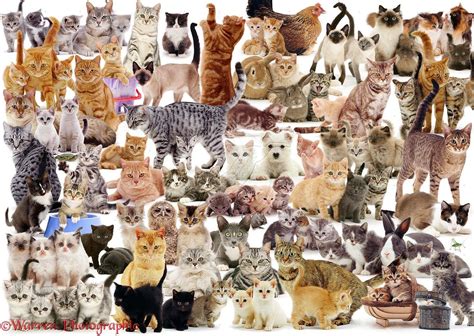 Cat Montage Photo Cat Collage Fancy Cats Cat Background
