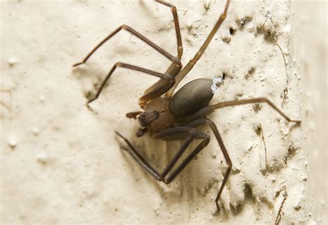 Insects And Spiders Floridas Poison Control Centers