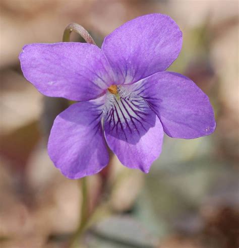 February's Birthflowers: The Vivacious Violet & The Pristine Primrose ...