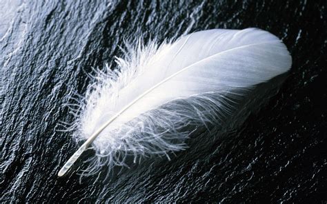 Feather Wallpapers Wallpaper Cave