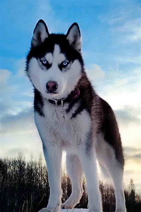 The alaskan husky began attracting attention with the alaskan gold rush in the late 1800's. Alaskan Husky | Sibirischer husky, Hunde, Husky hund