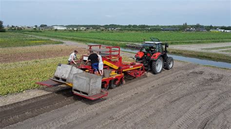 Flower processing machine with sponge wheels brand: Harvesting the first flower bulbs - Dutch Daffodils