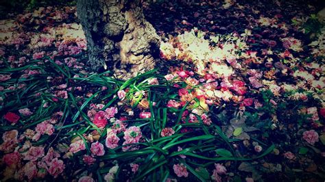 Descanso gardens is famed for its beauty during the day, and now you can enjoy this socal treasure in a whole new way. Descanso Gardens Samsung Galaxy S6 with color filter ...