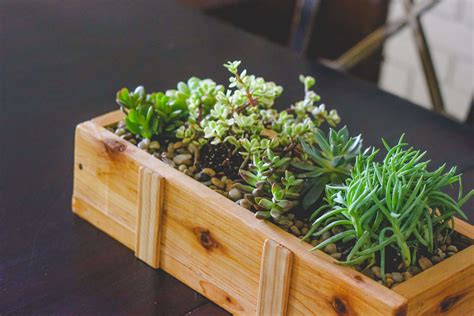 Succulent Planter Diy For Under 10 Weed Em And Reap