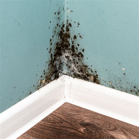 Black Mold In Basement Mold Factories Preventing Basement And Crawl