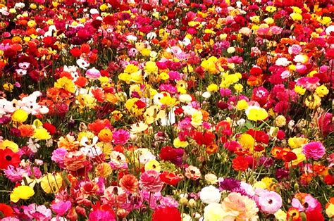 I colori, le forme ed i profumi che contraddistinguono i fiori li rendono unici ed amati da moltissime persone. Immagini Belle di Fiori - 47 Foto | Sfondi HD | Bonkaday.com