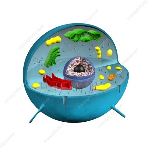 Animal Cell Illustration Stock Image C0403278 Science Photo Library