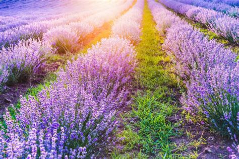 Blooming Lavender Field Under The Soft Light Of The Summer Sunset Stock