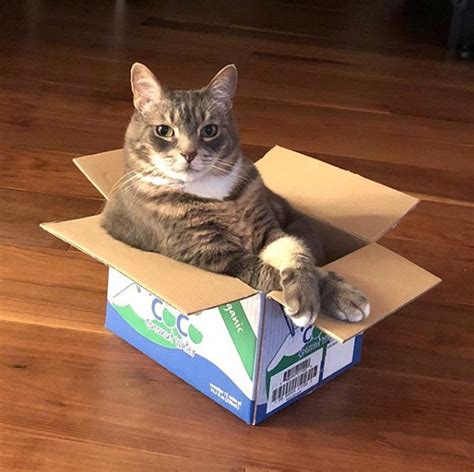 19 Cats All Cozied Up Inside Boxes Cuteness